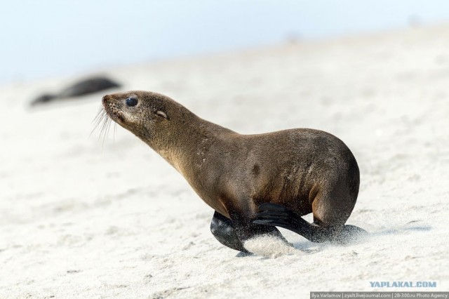Берег скелетов...