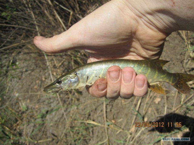 Утреняя рыбалка