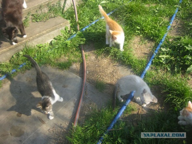 Жизнь домашнего приюта для котеек 406