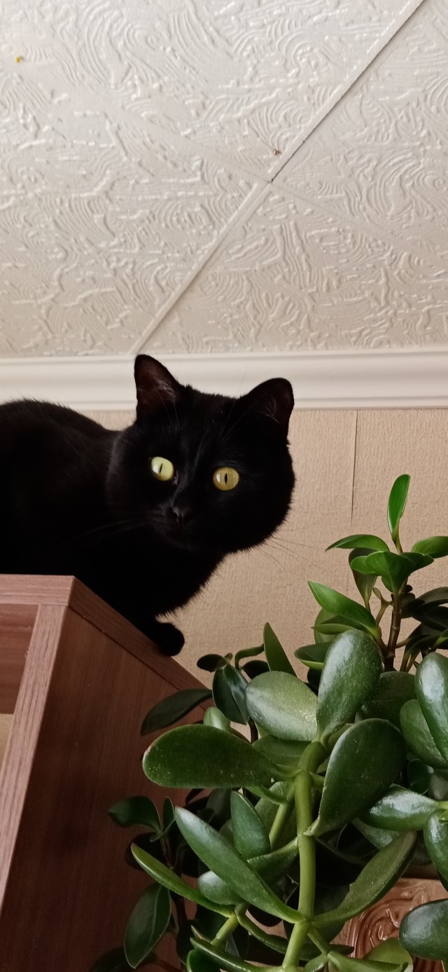 Спасение кота