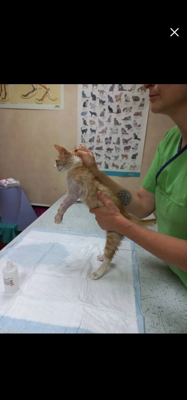 Котики в беде
