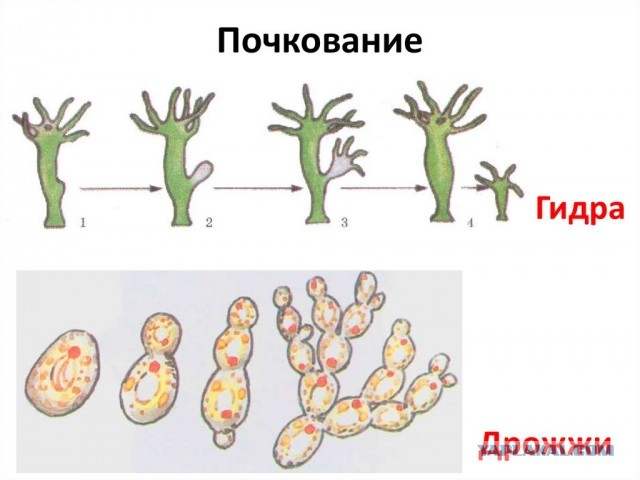 Меня убивают!