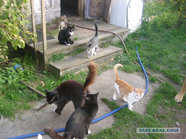Жизнь домашнего приюта для котеек 416