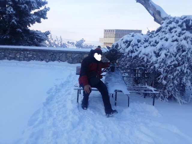 Коты-работяги