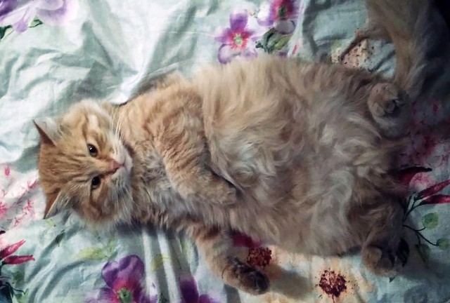 Котик Маркиз