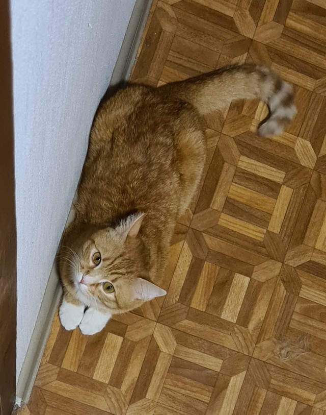 Пройдемся по котикам?!