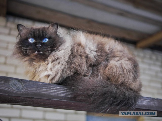 Котовторник