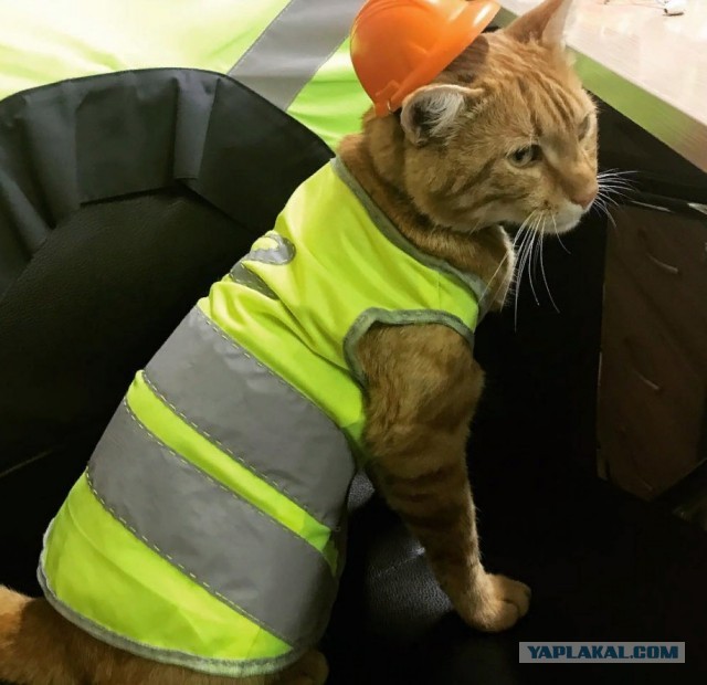 Коты пролетарии