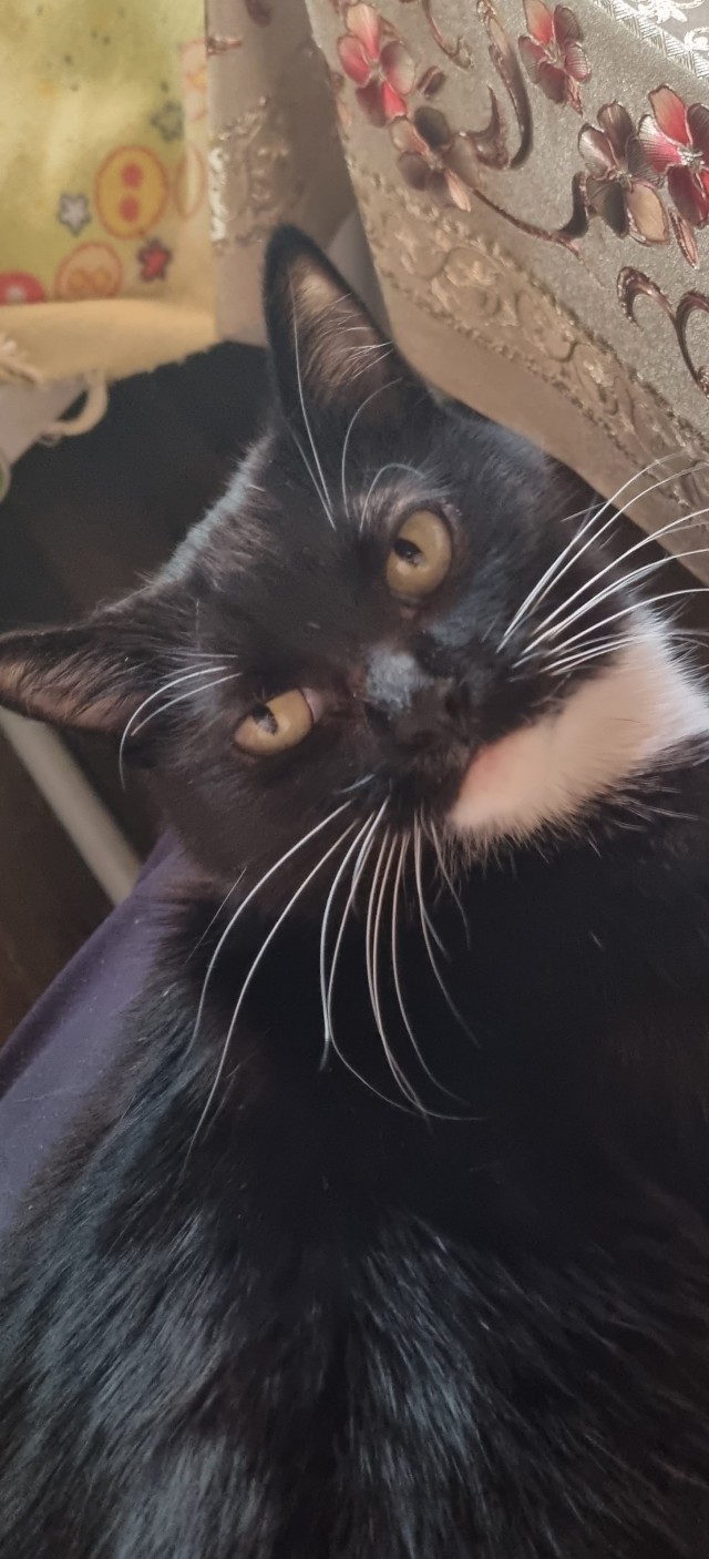 Начинаем котофторник?