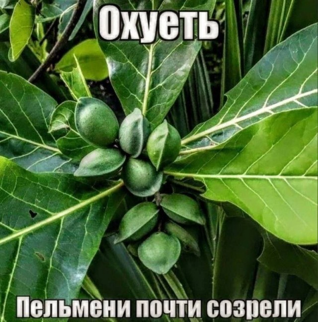 Немного картинок разной степени новизны и адекватности