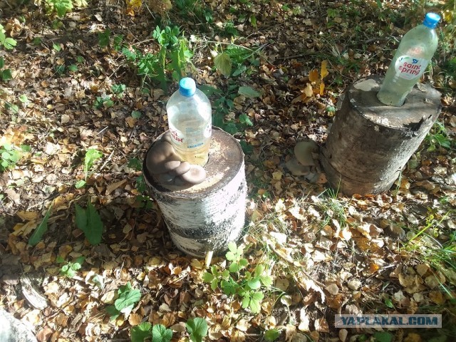 И снова про грибы
