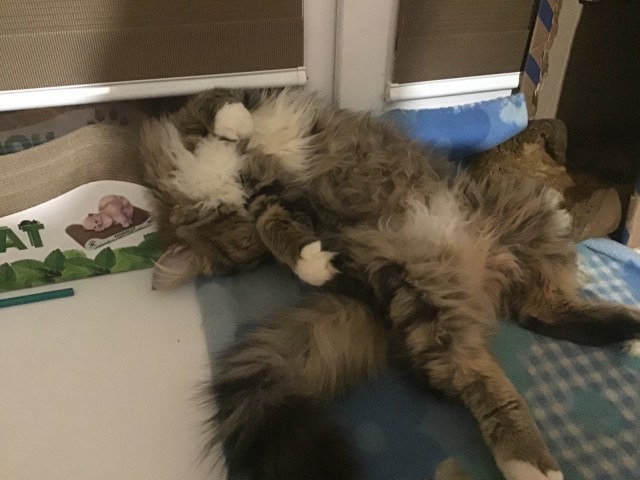 Позы для сна у кошек - что они означают?