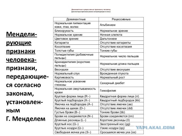Таблица доминантных и рецессивных признаков человека. Рецессивные признаки человека таблица. Доминантные и рецессивные признаки человека таблица. Наследование признаков у дрозофилы таблица. Таблица доминантных и рецессивных признаков.