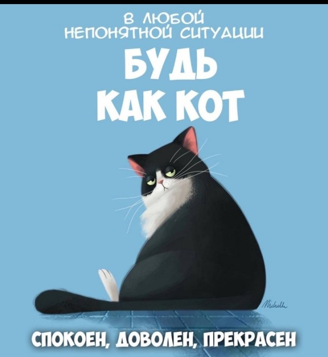 Жизнь домашнего приюта "Котоленд" 431
