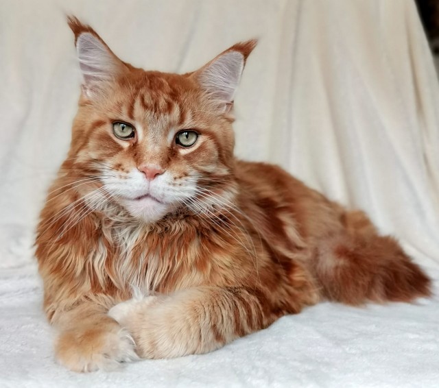 Всех с котовторником