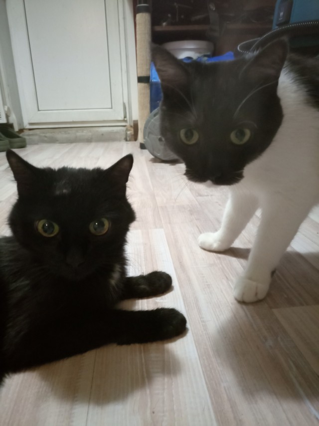 Мой котяра