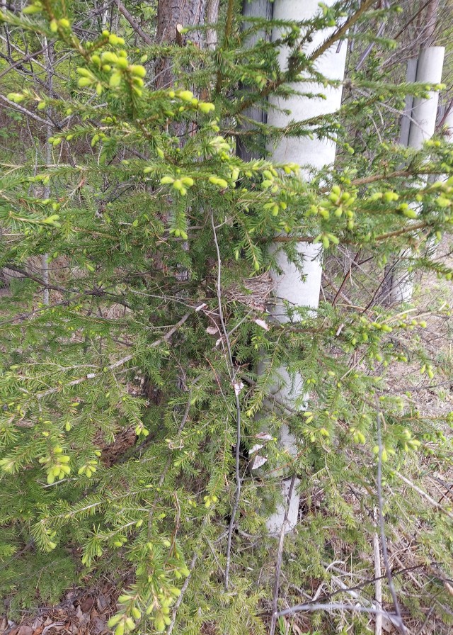 В первый раз с таким столкнулся