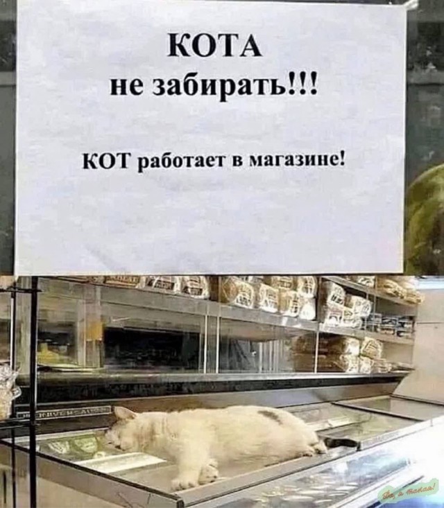 Котовтоник в картинках