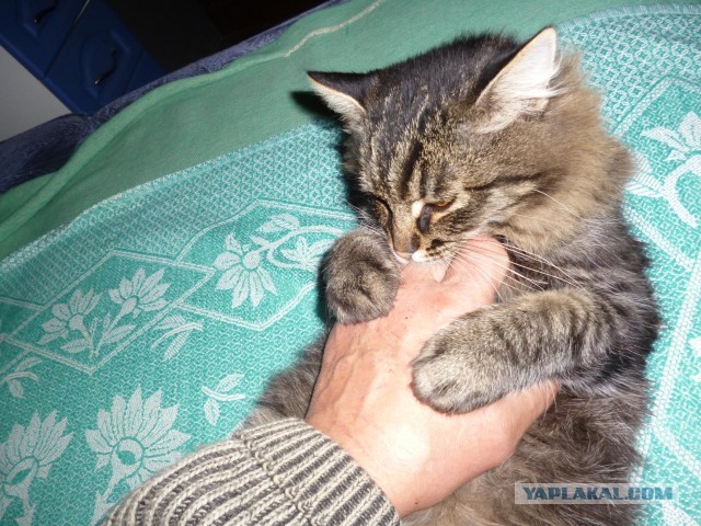 Как я у Кузи "пиз...лей" выпрашивал