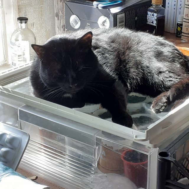Коробочки наше фсё