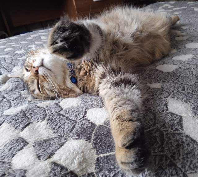 Спящие коты - это что-то с чем-то