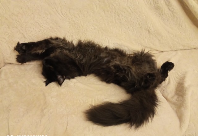 Принимайте в клуб! Котовторник же