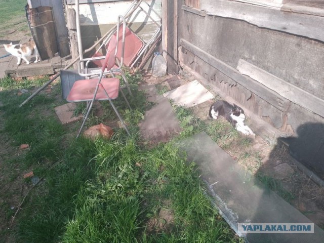 Жизнь домашнего приюта для котеек 541
