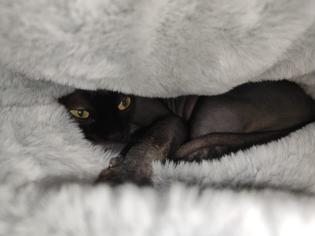 Это что, котовторник?