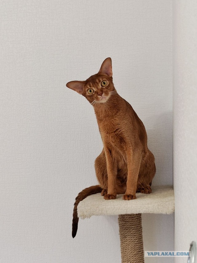 Моему коту Тому 2 года