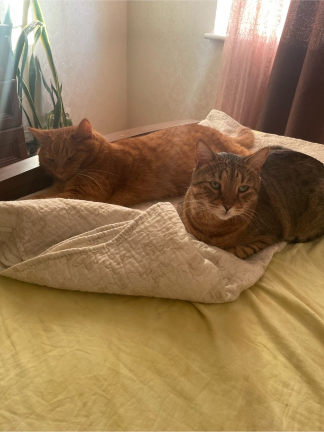 Котовторник.Наши модели