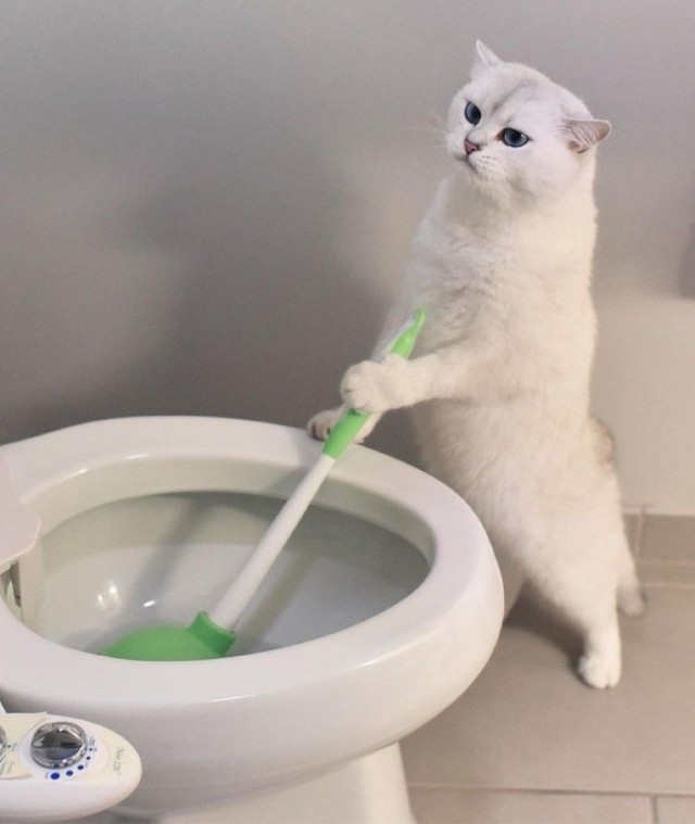 Кот