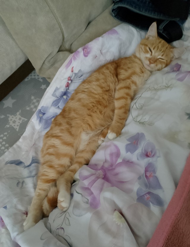 Котëнок-заморыш стал красивой кошкой