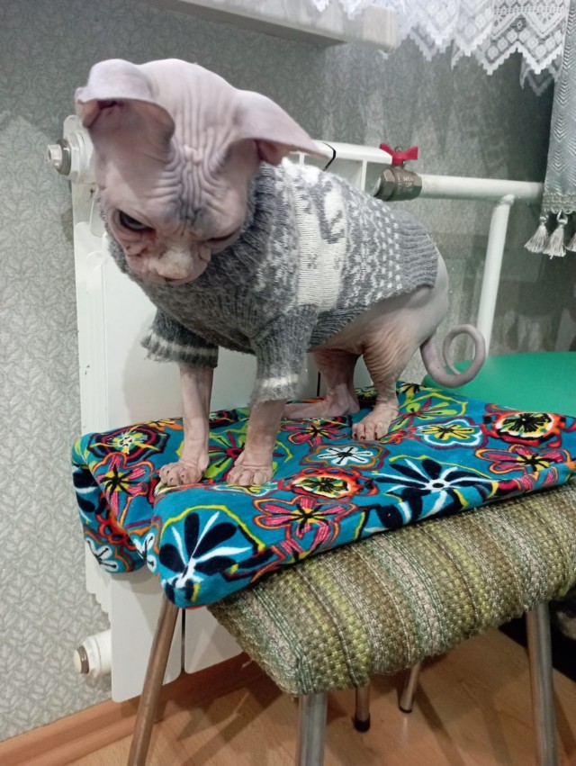 В защиту кошек породы Сфинкс канадский...