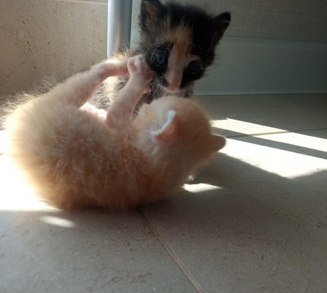 Спасение котят, не забугорное