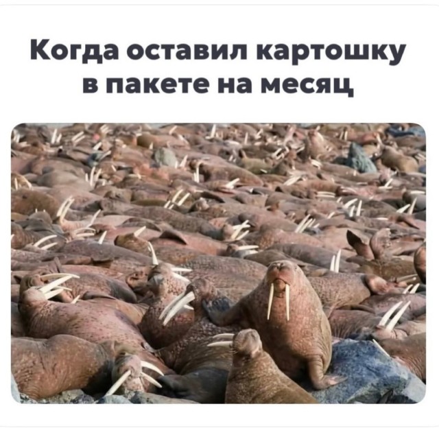 Картинки для деградации 133 (разной степени свежести)