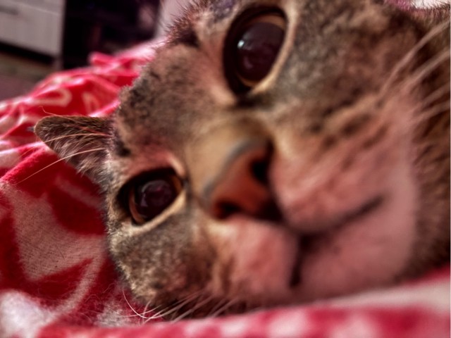 А котовторник уже пришёл?