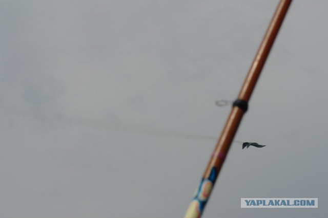 Я пережил Нашествие-2013!