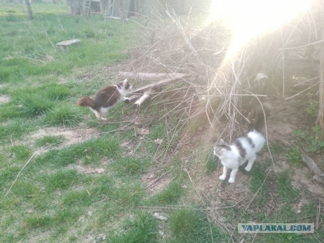 Жизнь домашнего приюта для котеек 577