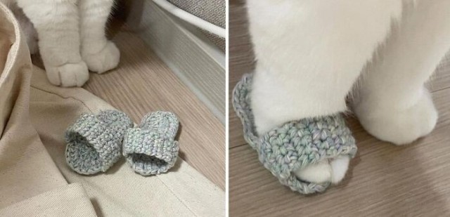 18 ржачных животных