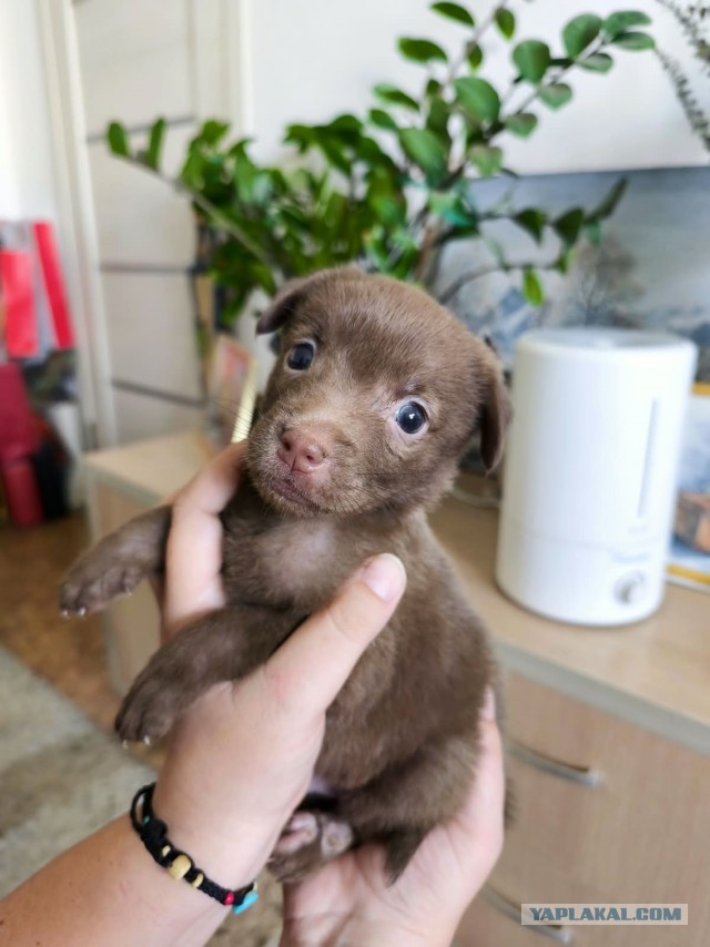 Собакочетверг же