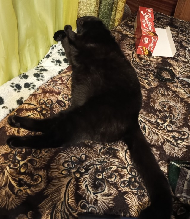 К-котовторник.