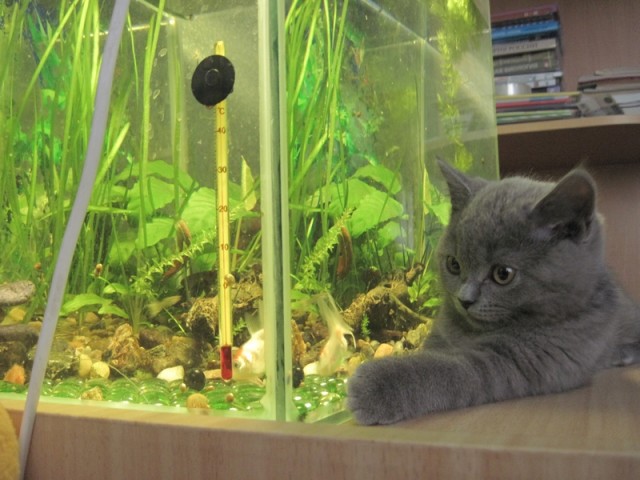 Котовторник на 24.09.2013г