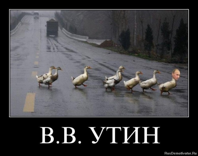 Утка мем. Утка мемы. Приколы про утку. Утка шутка. Уточка Мем.