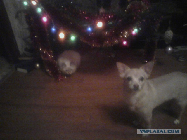 Собакочетверг на 02.01.2014