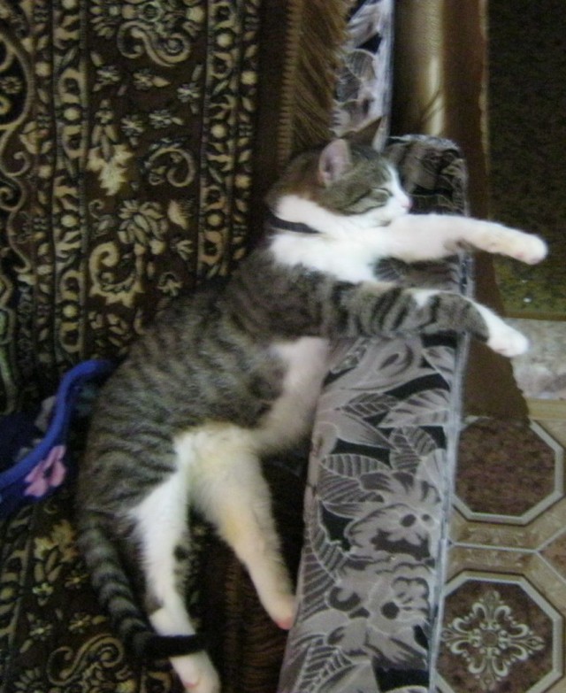 Котовторник 25.02.2014