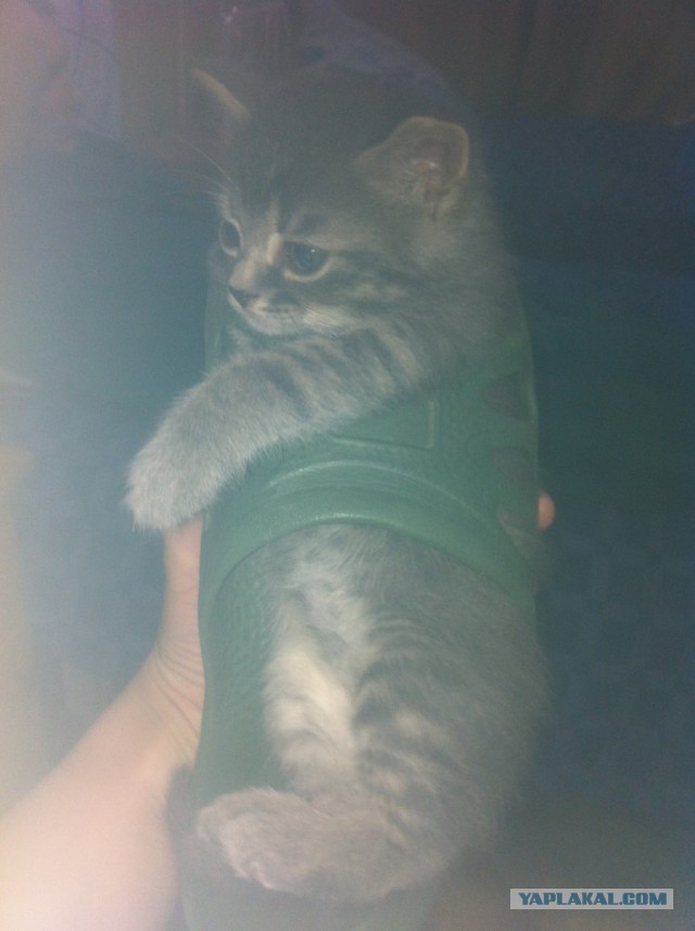 Котовторник 04.03.2014