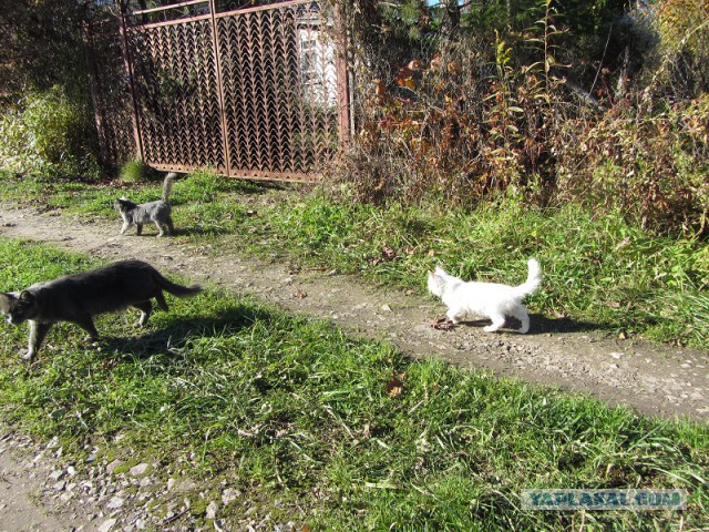 Котовторник 01.04.2014