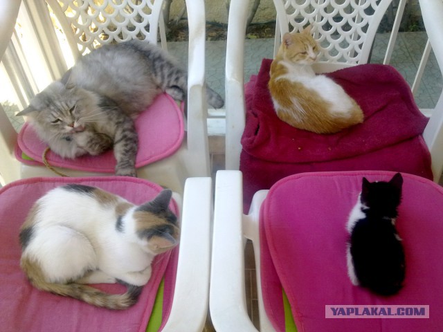 Котовторник 01.07.2014