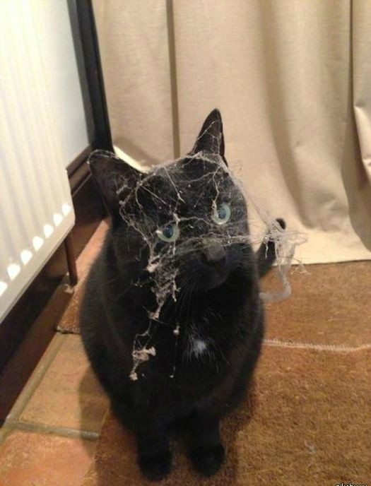 "Хозяин, ты бы за диваном прибрался что-ли..."