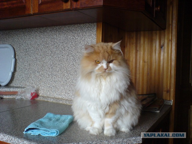 Я потерял друга...